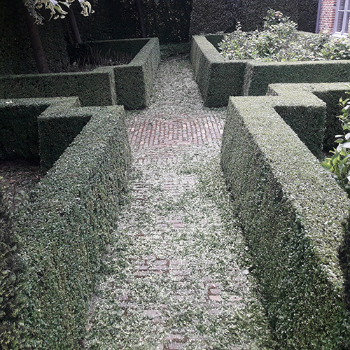 geknipte haag Groenland