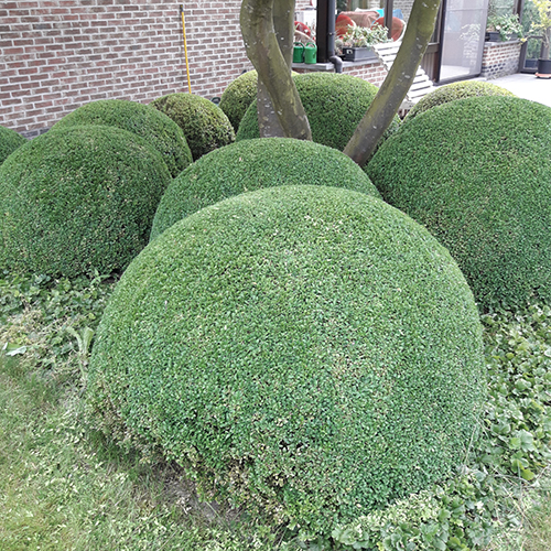 geknipte haag Groenland